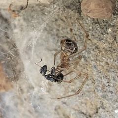 Parasteatoda tepidariorum