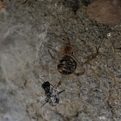 Parasteatoda tepidariorum
