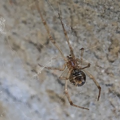 Parasteatoda tepidariorum
