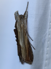 Cucullia convexipennis