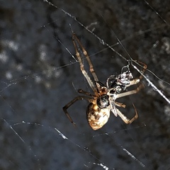 Parasteatoda tepidariorum