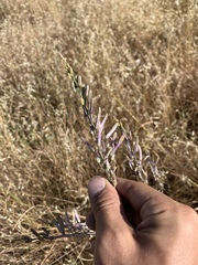 Chlorogalum pomeridianum