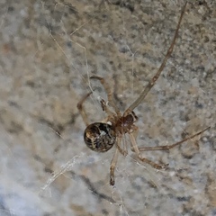 Parasteatoda tepidariorum
