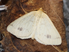 Macaria ribearia
