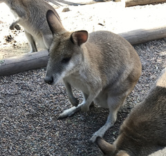 Macropodini