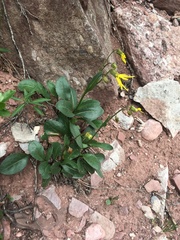 Senecio amplectens