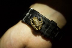 Pristimantis diadematus