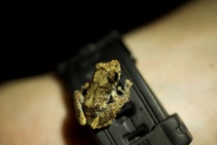 Pristimantis diadematus