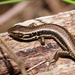 Southern Water Skink - Photo (c) Reiner Richter, some rights reserved (CC BY-NC-SA), uploaded by Reiner Richter