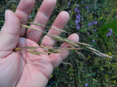 Bromus marginatus