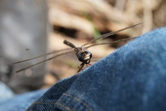 Austroaeschna subapicalis