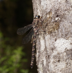 Austroaeschna subapicalis