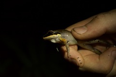 Pristimantis conspicillatus