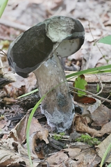 Tylopilus atratus