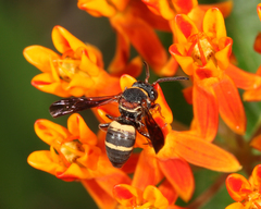 Epeolus bifasciatus