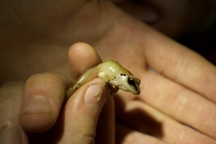 Pristimantis conspicillatus