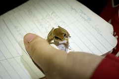 Pristimantis conspicillatus