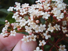 Viburnum japonicum