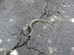 Phrynonax poecilonotus