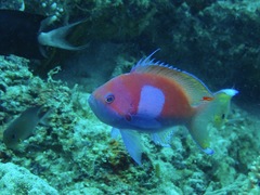 Pseudanthias pleurotaenia