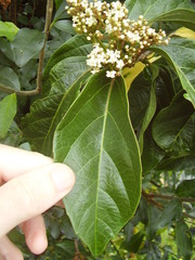 Viburnum japonicum