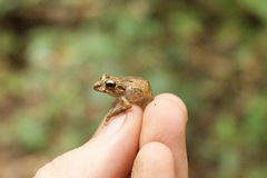 Pristimantis altamazonicus