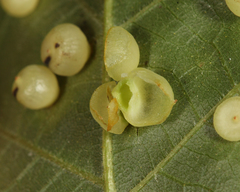 Caryomyia inflata