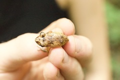 Pristimantis altamazonicus