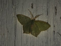 Chloropteryx tepperaria