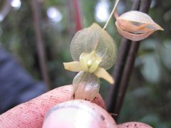 Pleurothallis subreniformis