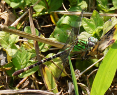 Erpetogomphus eutainia