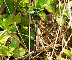 Erpetogomphus eutainia