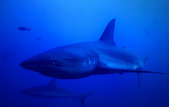 Carcharhinus galapagensis
