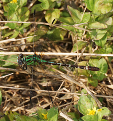 Erpetogomphus eutainia