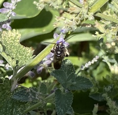 Melissodes bimaculatus