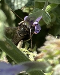Melissodes bimaculatus