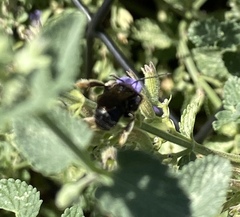 Melissodes bimaculatus