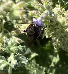Melissodes bimaculatus