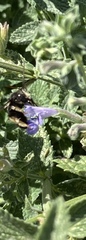 Melissodes bimaculatus