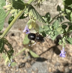 Melissodes bimaculatus