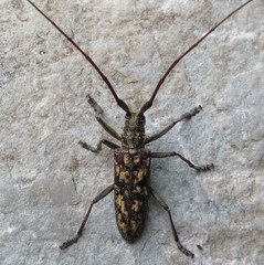 Monochamus marmorator