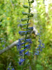 Delphinium burkei