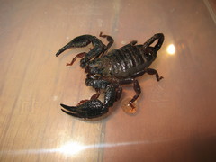 Opisthacanthus elatus