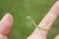 Tenodera blanchardi