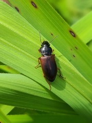 Anisodactylus sanctaecrucis