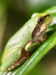 Hyla japonica