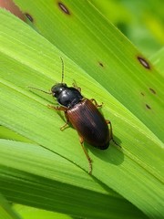 Anisodactylus sanctaecrucis