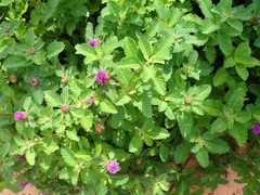 Centratherum punctatum