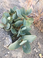 Asclepias cryptoceras davisii