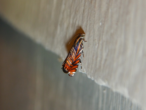 Psychedelic Jones Moth
